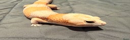 Gecko reptiles for sale: Fat Tailed Gecko - Advert 2