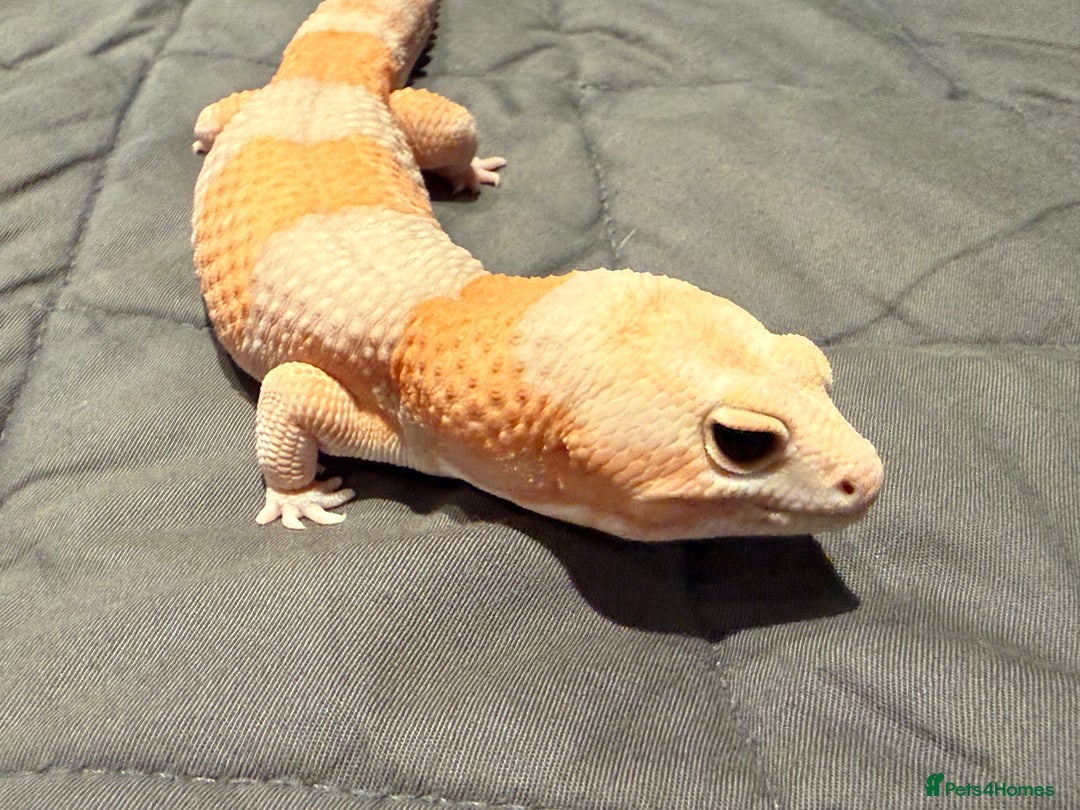 Gecko reptiles for sale: Fat Tailed Gecko - Advert 2