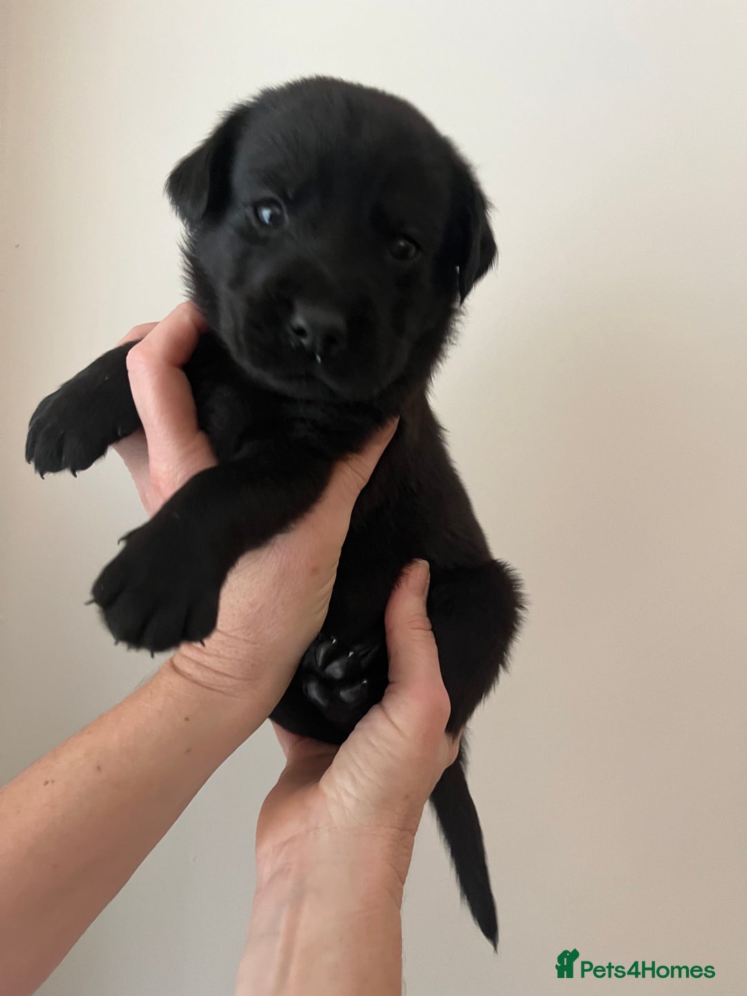 Mixed Breed dogs for sale: 11 Fabulous LABROTTIES - Advert 11