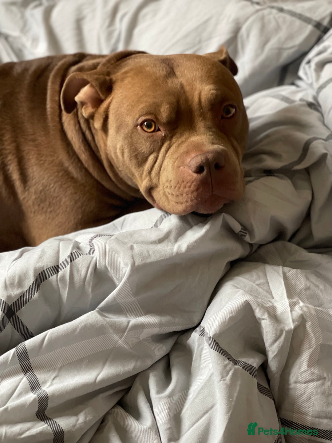 Mixed Breed dogs for sale: American bully/Pit x Rhodesian Ridgeback  - Advert 8