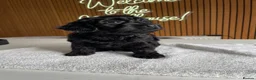 Cockapoo dogs for sale: Thick Coated Tiny Toy Cockapoo Puppies READY SOON! - Advert 20