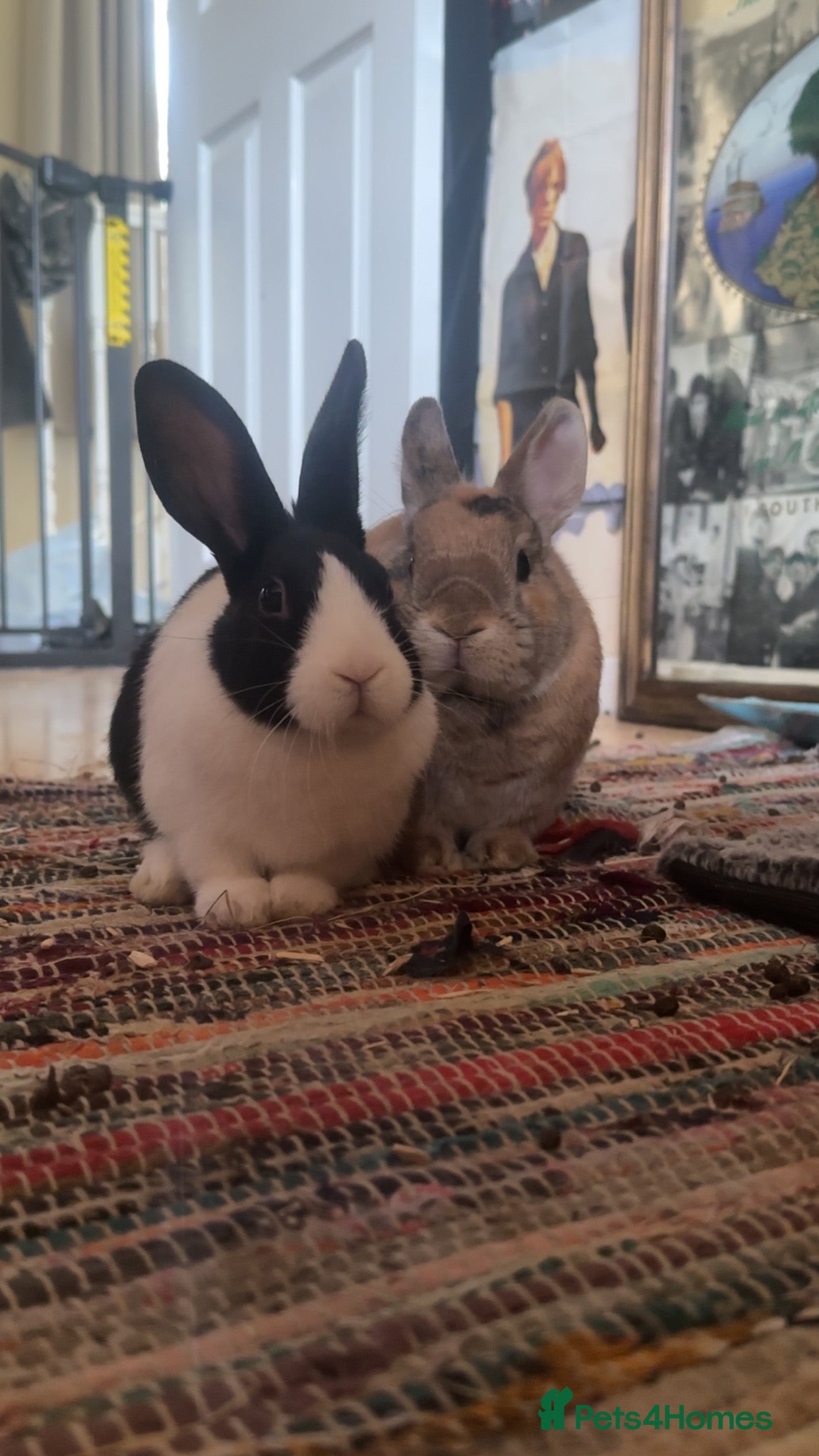 Netherland Dwarf rabbits Rooster and Jett  - Advert 1