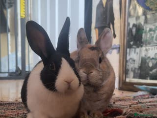 Netherland Dwarf rabbits Rooster and Jett - Advert 1