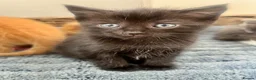 Ragdoll cats for sale: Very affectionate loving black ragdoll boy  - Advert 8