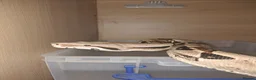 Boa Snake reptiles for sale: 2x boas and carpet python  - Advert 3