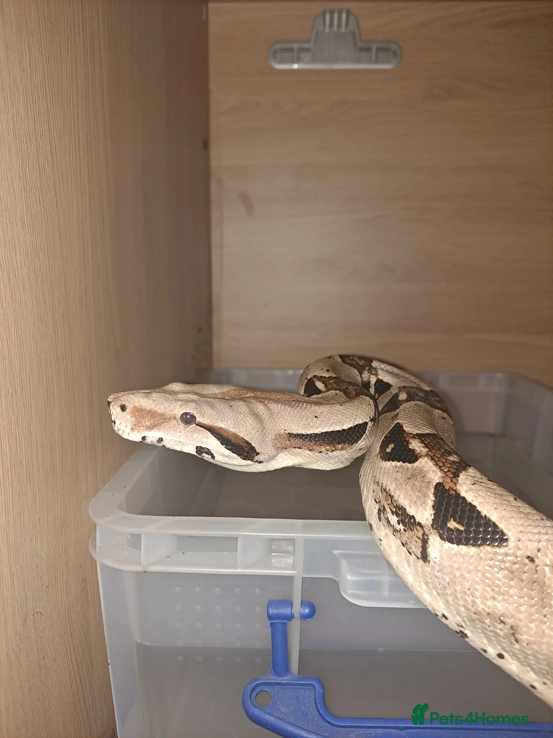 Boa Snake reptiles for sale: 2x boas and carpet python  - Advert 3