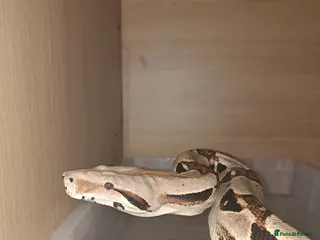 Boa Snake reptiles 2x boas - Advert 10