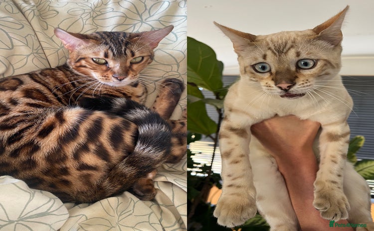 Bengal cats - Advert 2