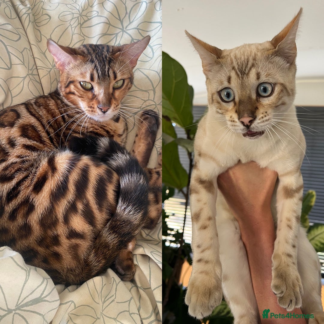 Bengal cats for sale: Male Snow & Female Brown Rosetta bengals - Image 1