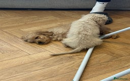 Mixed Breed dogs for sale: Adorable Maltipoo x Cockapoo puppies - Image 4