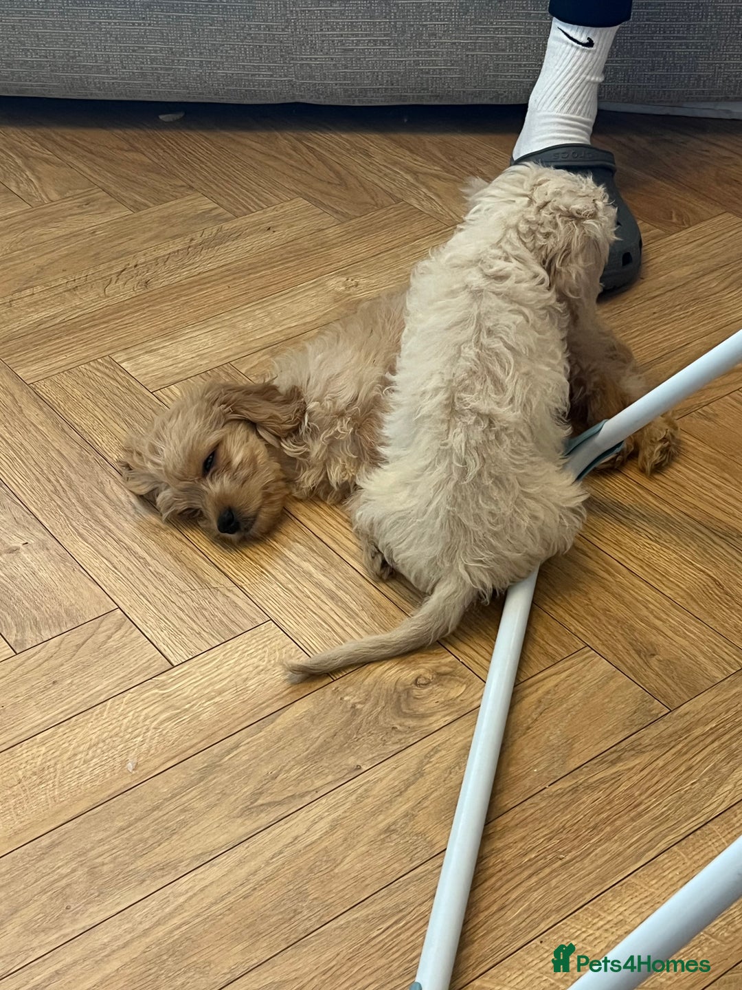 Mixed Breed dogs for sale: Adorable Maltipoo x Cockapoo puppies - Image 4