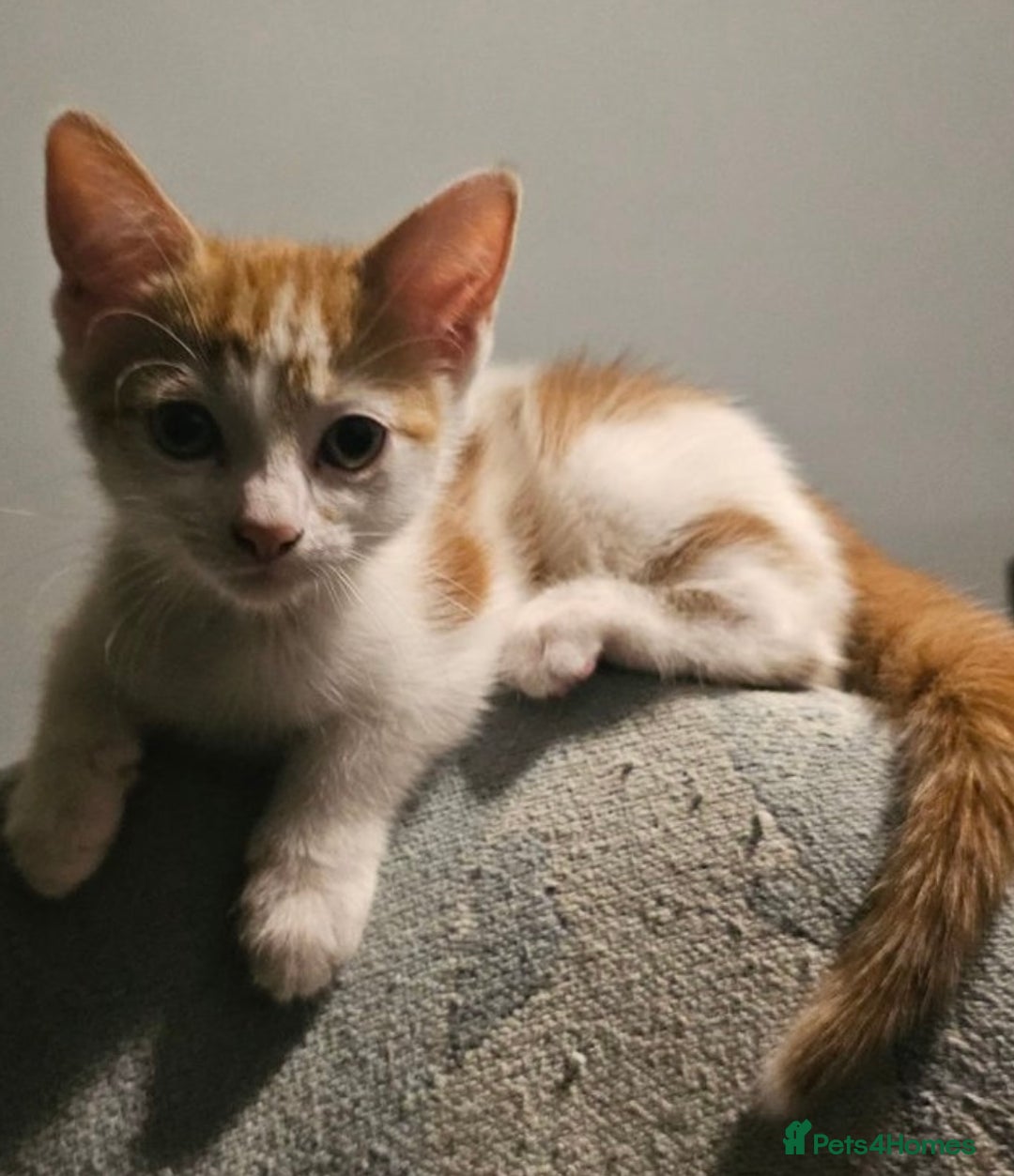 Domestic Shorthair cats for sale: Girl kitten  - Image 3