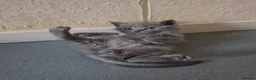 Scottish Fold cats for sale: 7 Scottish fold 😍beautiful  healthy kittens - Advert 27