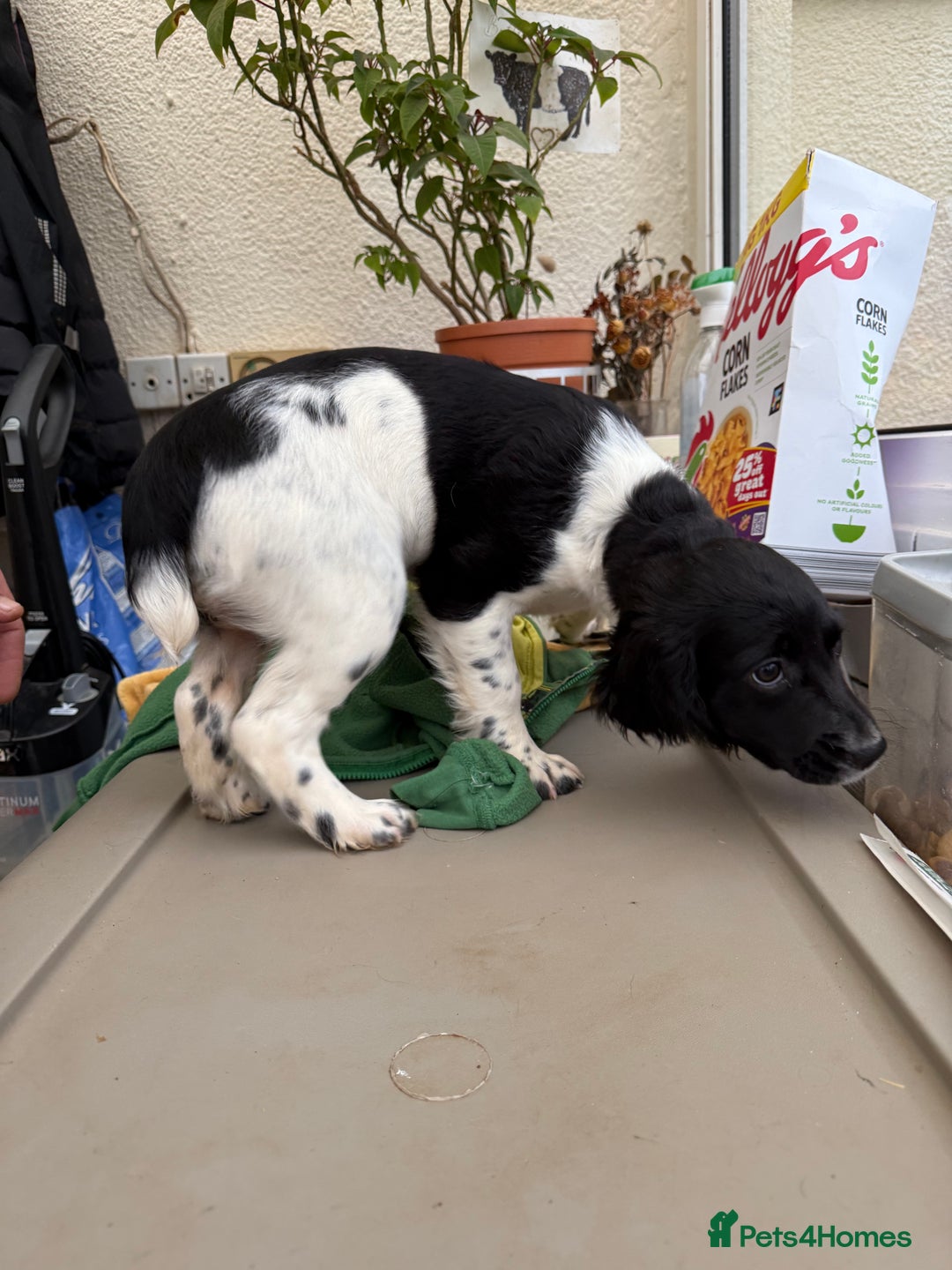 Sprocker dogs for sale: 2 sprockers available  - Advert 10