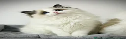 Ragdoll cats for sale: Stunning Seal Point Bicolour Ragdoll  - Advert 10