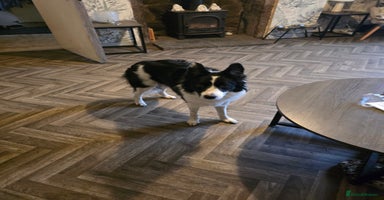 Border Collie dogs Border collie pups - Advert 4