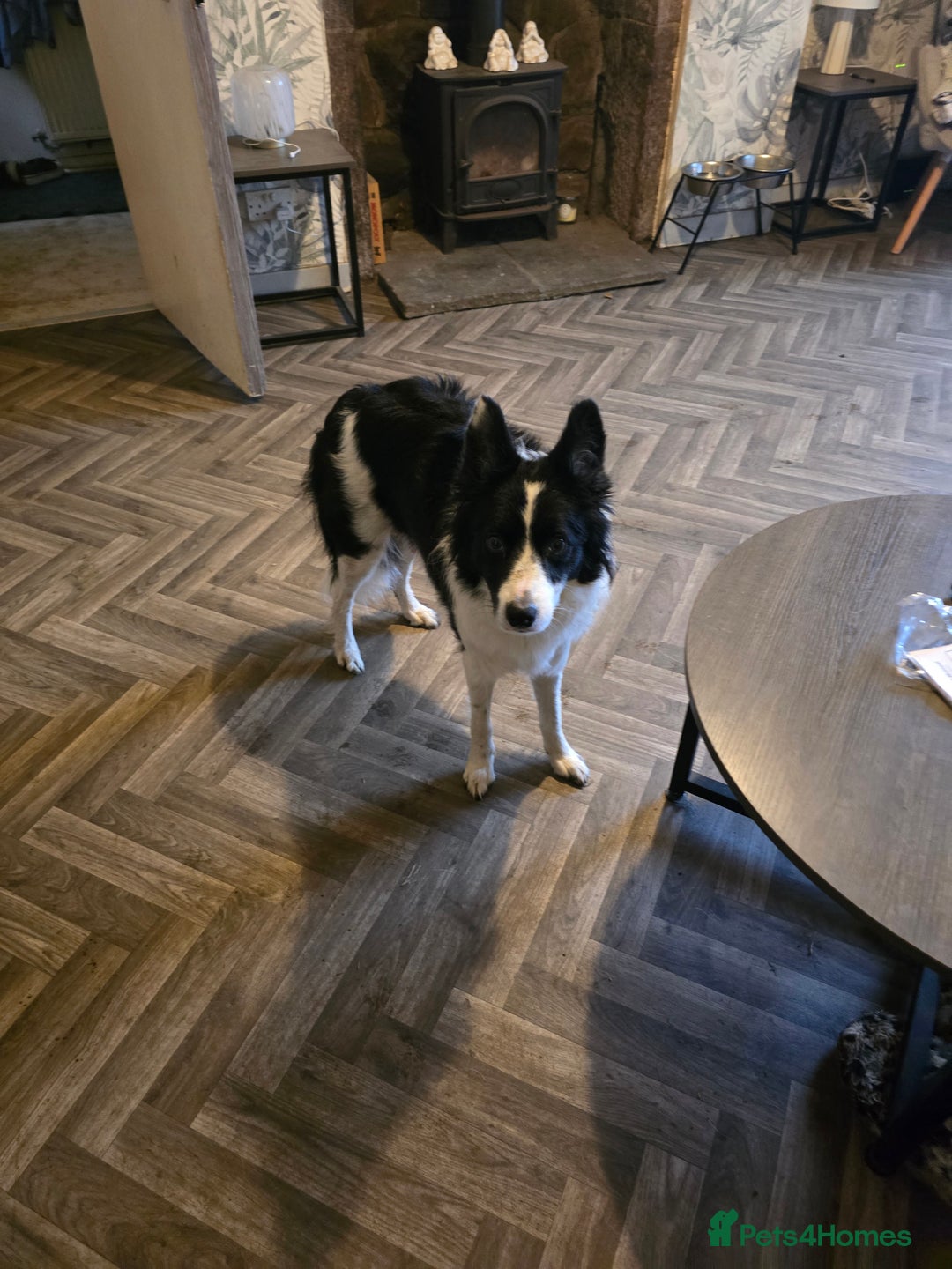 Border Collie dogs for sale: Border collie pups  - Image 2