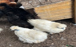 Chickens poultry for sale: Silkie hens available - Image 2