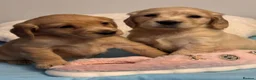 Mixed Breed dogs for sale: Golden Cocker Retriever puppies  in Coatbridge - Advert 10