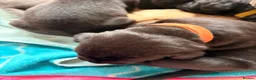 Cane Corso dogs for sale: Cane corso puppies for sale - Advert 27
