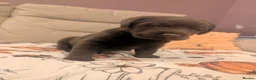 Labrador Retriever dogs for sale: Chocolate Labrador pups - Advert 7