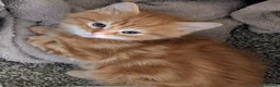 Mixed Breed cats for sale: Gorgeous fluffy tabby kittens! - Advert 4