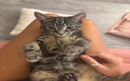 Mixed Breed cats for sale: Two brothers ready to go as a pair - Image 2