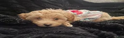 Maltipoo dogs for sale: Outstanding quality  **  maltipoo pups  in Otley - Advert 11
