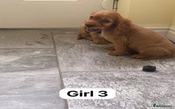 Cocker Spaniel dogs for sale: OUT STANDING GOLDEN SHOW TYPE COCKER SPANIEL  - Image 22
