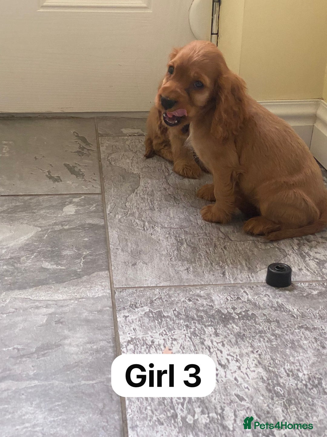 Cocker Spaniel dogs for sale: OUT STANDING GOLDEN SHOW TYPE COCKER SPANIEL  - Image 22
