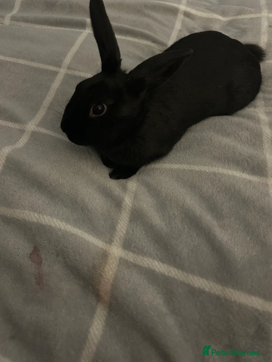 Mixed Breed rabbits for sale: male and female bonded rabbits in Consett - Advert 5