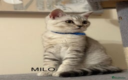 British Shorthair cats for sale: Pedigree|Champion Lines|GCCF Registered| - Image 4