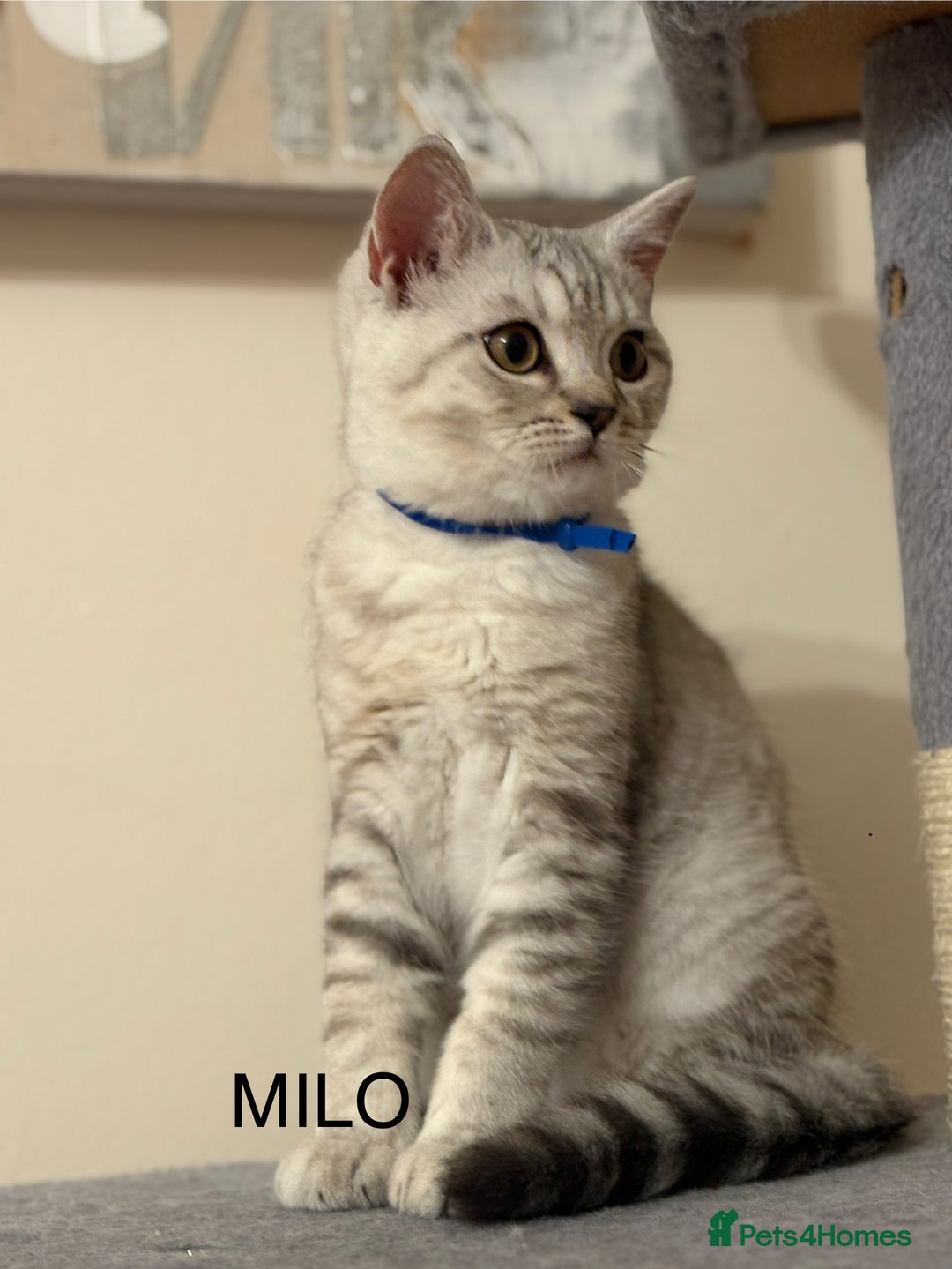 British Shorthair cats for sale: Pedigree|Champion Lines|GCCF Registered| - Image 4