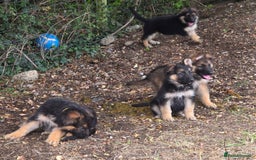 German Shepherd dogs for sale: Quality KC Reg Long Coat German Shepherd Pups  - Image 11