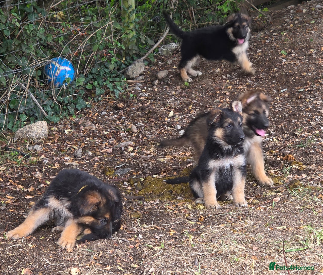 German Shepherd dogs for sale: Quality KC Reg Long Coat German Shepherd Pups  - Image 11