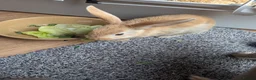 Mixed Breed rabbits for sale: Male rabbit  in Bedlington - Advert 4