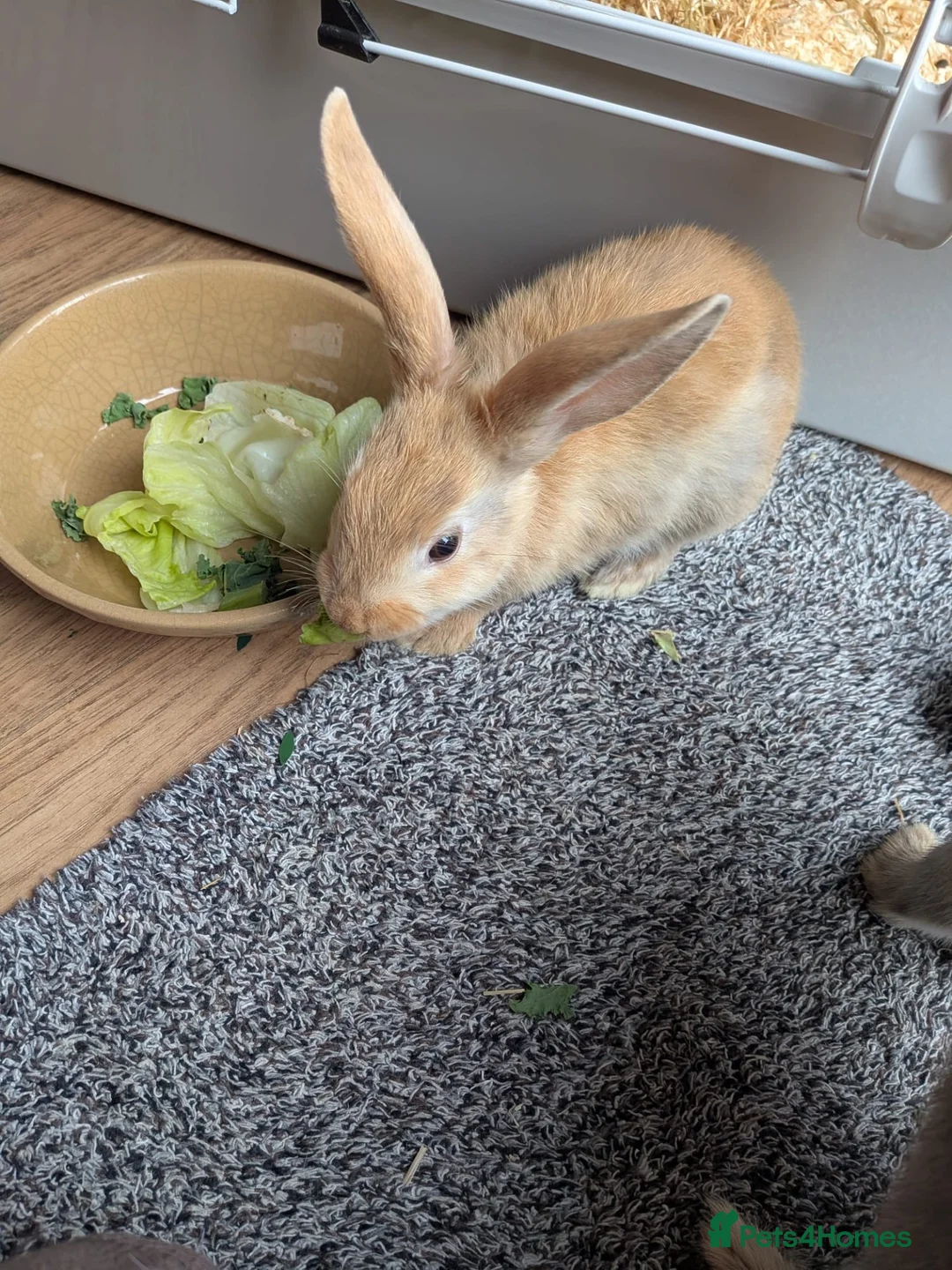 Mixed Breed rabbits for sale: Male rabbit  in Bedlington - Advert 4