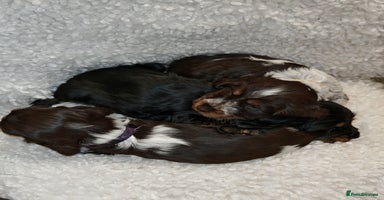 Cocker Spaniel dogs - Advert 2
