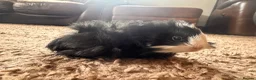 Guinea Pig rodents for sale: 8 week old long haired male guinea pig - Advert 5