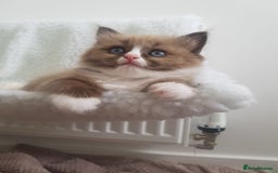 Ragdoll cats for sale: Stunning Seal Mink Mitted Female  - Image 3