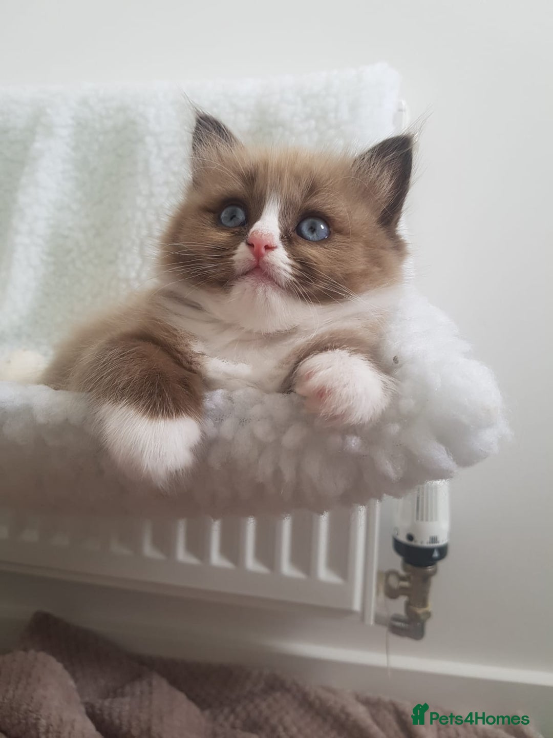 Ragdoll cats for sale: Stunning Seal Mink Mitted Female  - Image 3