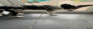 Mixed Breed Puppy 1