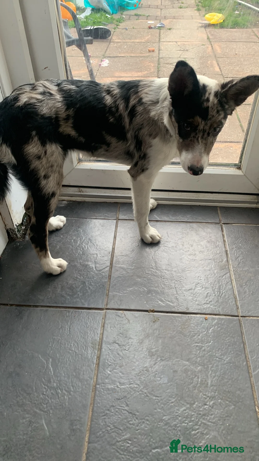 Mixed Breed dogs for sale: Fern  in Romney Marsh - Advert 2
