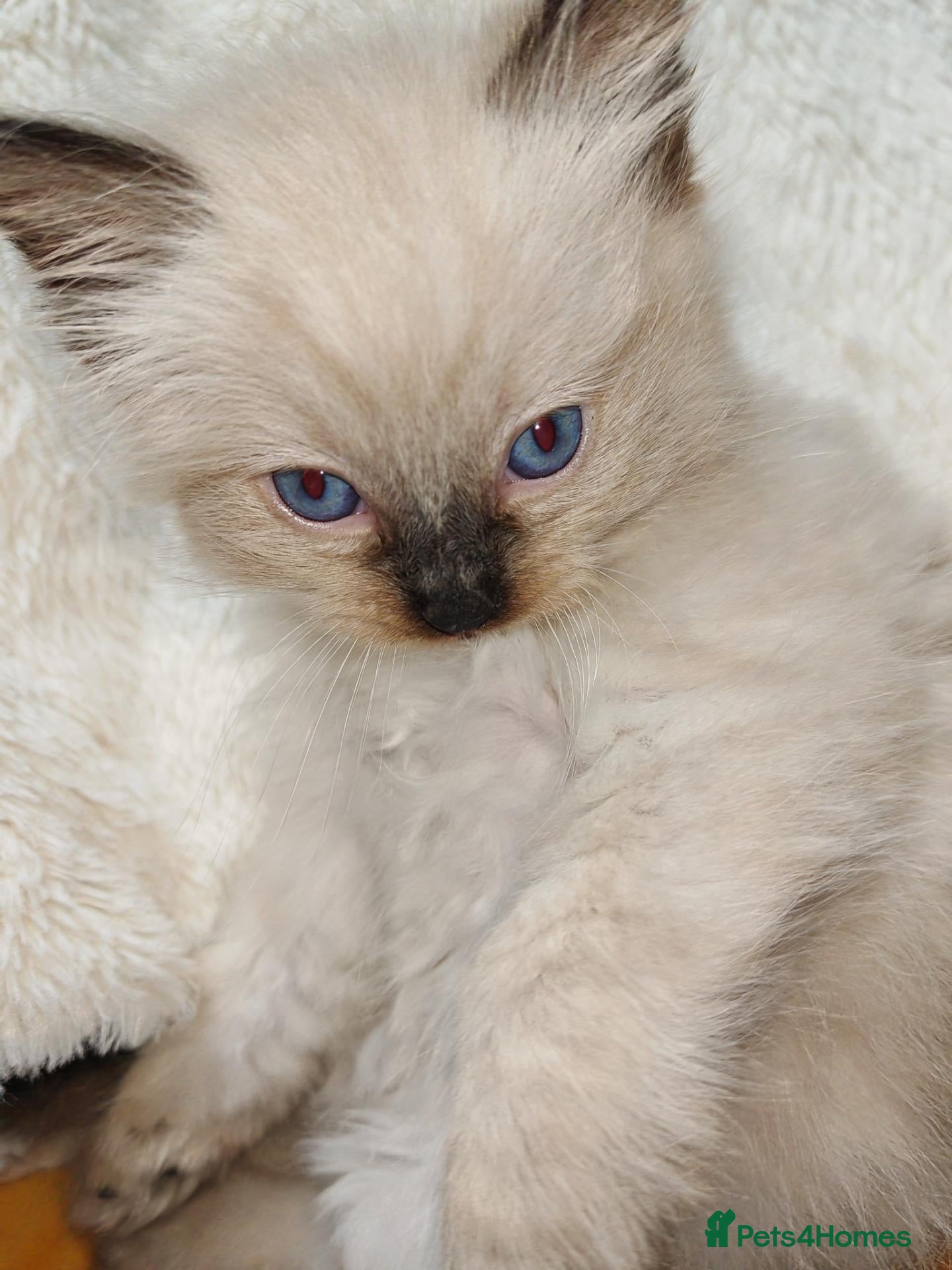 Ragdoll cats ​Beautiful Ragdoll Kittens  Boys & Girls Available - Advert 15
