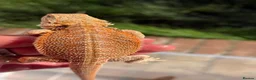 Bearded Dragon reptiles for sale: Red bearded dragon babies - ready for collection! in London - Advert 5