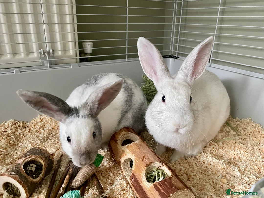 Mixed Breed rabbits for sale: 2 female rabbits complete with cage set up in Stafford - Advert 2