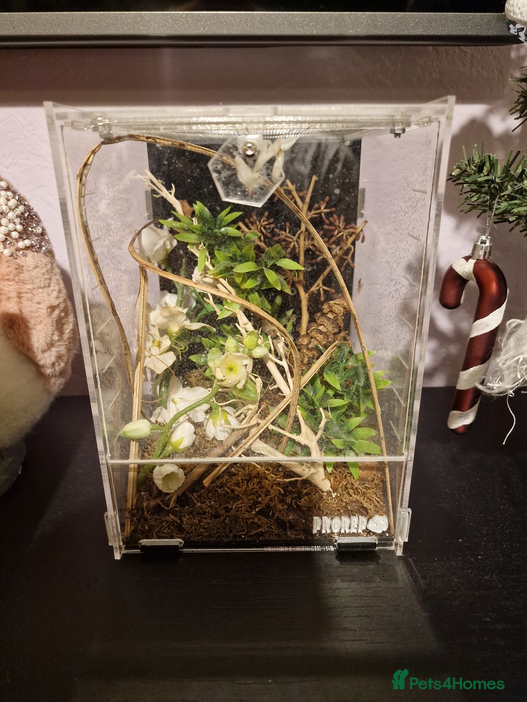 Praying Mantis invertebrates for sale: Orchid Praying Mantis with enclosure  - Advert 1