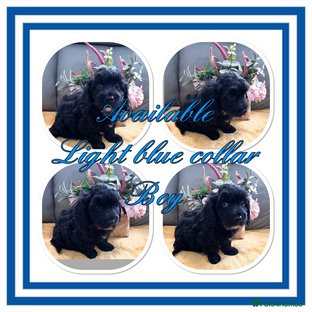 Maltipoo dogs for sale: Beautiful Maltipoo💙 boys and girls❤️ pra clear in Newark - Image 6