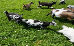 Goats livestock for sale: Reg Pygmy Nanny Goats  - Image 3