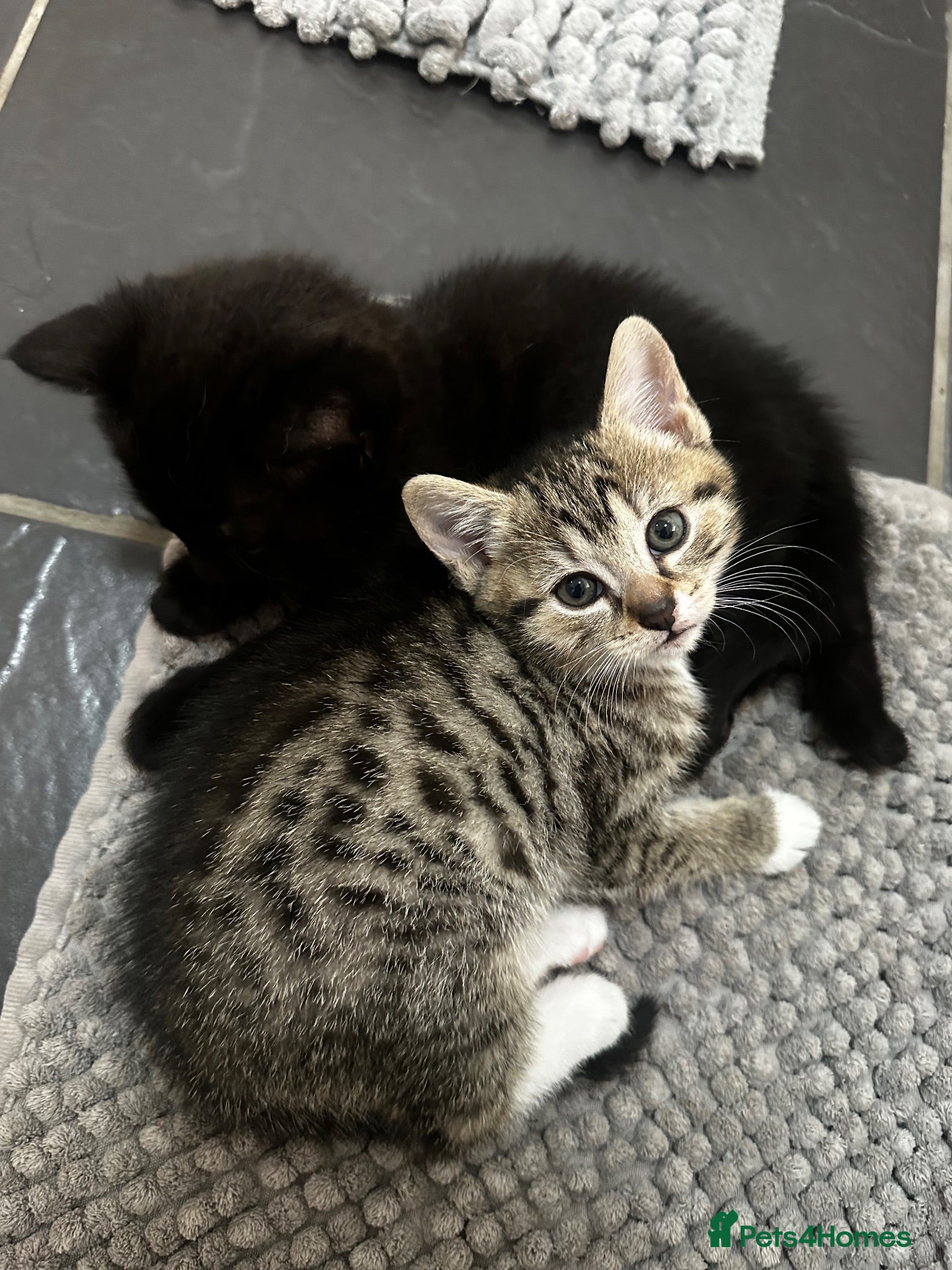 Abyssinian cats Kitten for sale - Advert 14